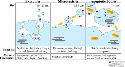 Biological Functions Driven by mRNAs Carried by Extracellular Vesicles in Cancer